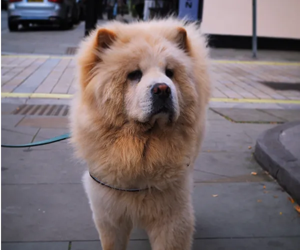 キャンディちゃん